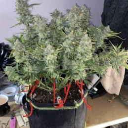 Phantom OG