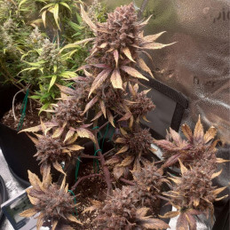 Purple Punch