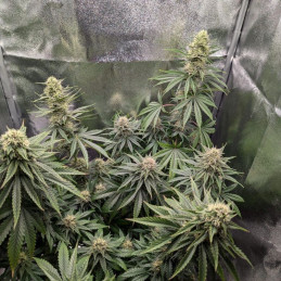 Skywalker OG Auto