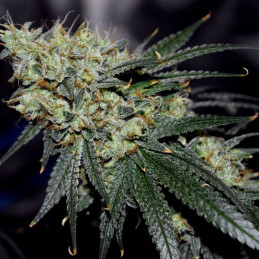 Jägg Kush