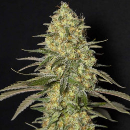 Black Dream