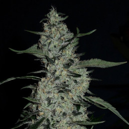 G14 Auto