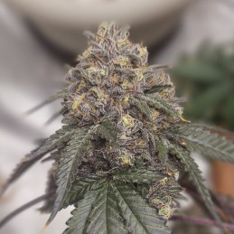 LSD-25 Auto