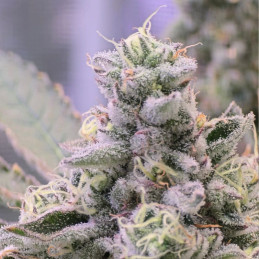 Orange Sherbet Auto