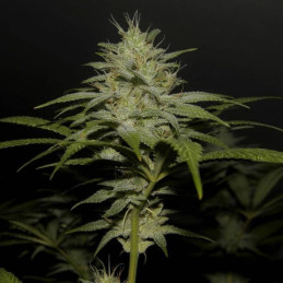 Boy Scout Cookies