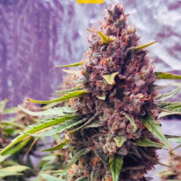 Purple Mazar Auto