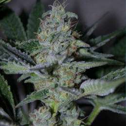 Siberian Haze Auto