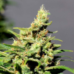 BCN Diesel CBD