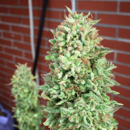 Cookies Haze