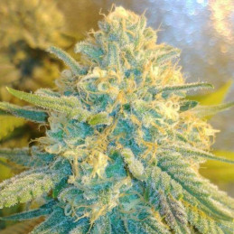 Auto CBD Star