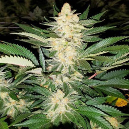 CBD Star