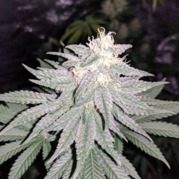 CBD Lemon Aid