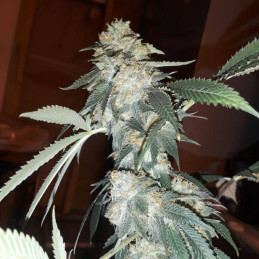 Cannaboom CBD +