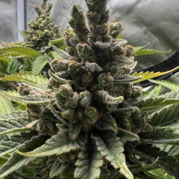 Do-Si-Dos OG