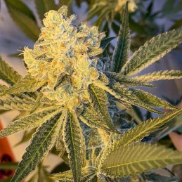 Caboose