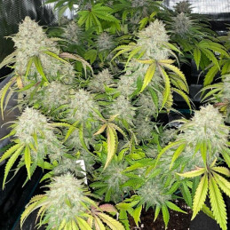 La Blanca Gold