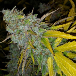 Vision Cookies