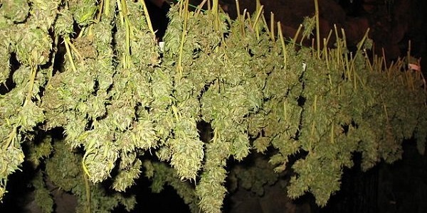 Hvordan tørrer man cannabisblomster? Komplet guide