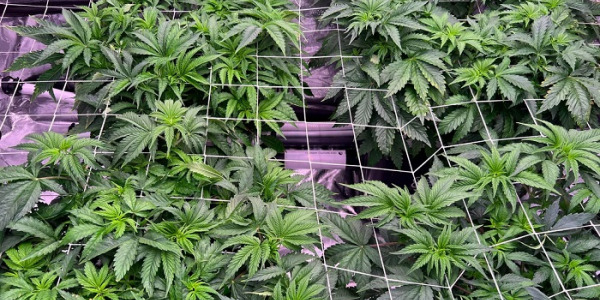 Træning af ScrOG og SOG – Hvordan udføres det?