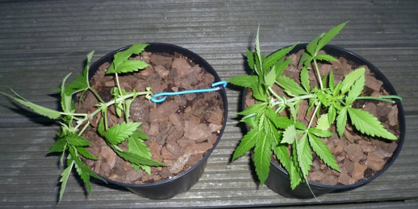 Hvordan man laver Low Stress Training (LST) af cannabis