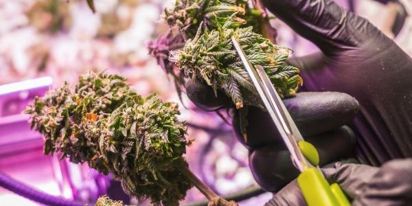 Høst af cannabis: vælg det rette tidspunkt