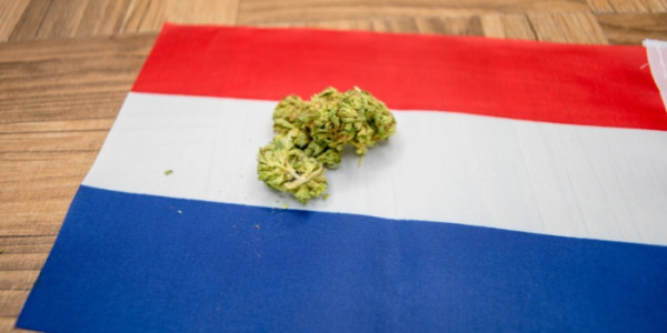 Hvad er priserne på cannabis i Holland
