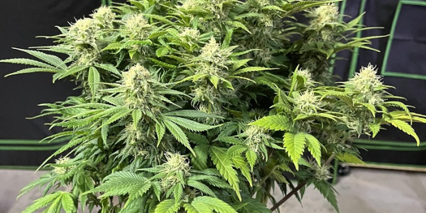 Hvad er autoblomstrende cannabisfrø?