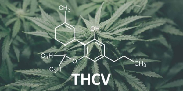 Hvad er THCV, og hvordan adskiller det sig fra THC?