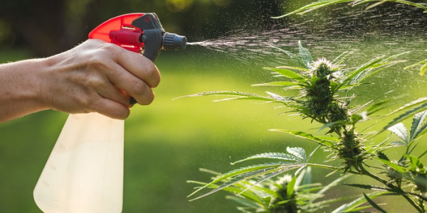 Kosttilskud og gødning til cannabis – hvad skal man vælge?