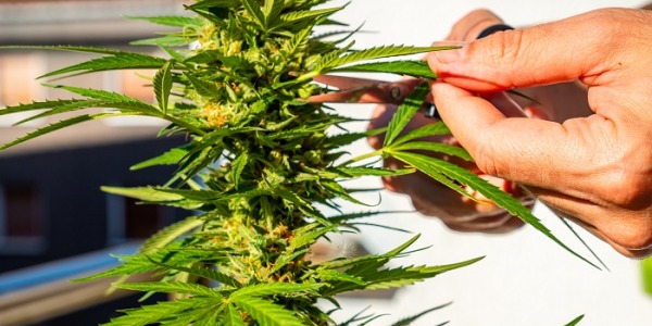 Hvornår skal man høste cannabisplanter?